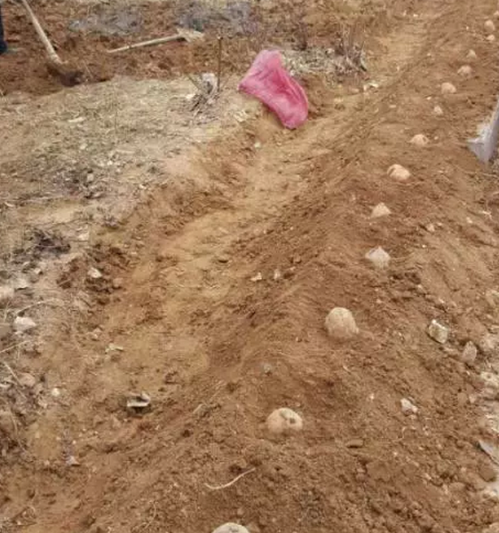 鋼模板廠家播下希望，收獲果實(shí)