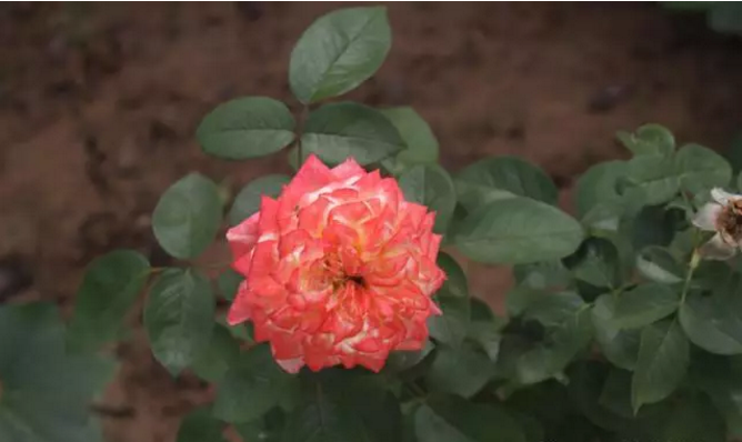 探索偉志鋼模板廠---細微深處的秘密