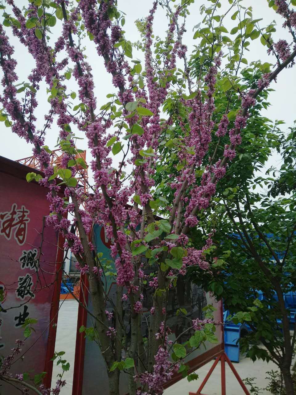河南鋼模板廠(chǎng)家花海一片