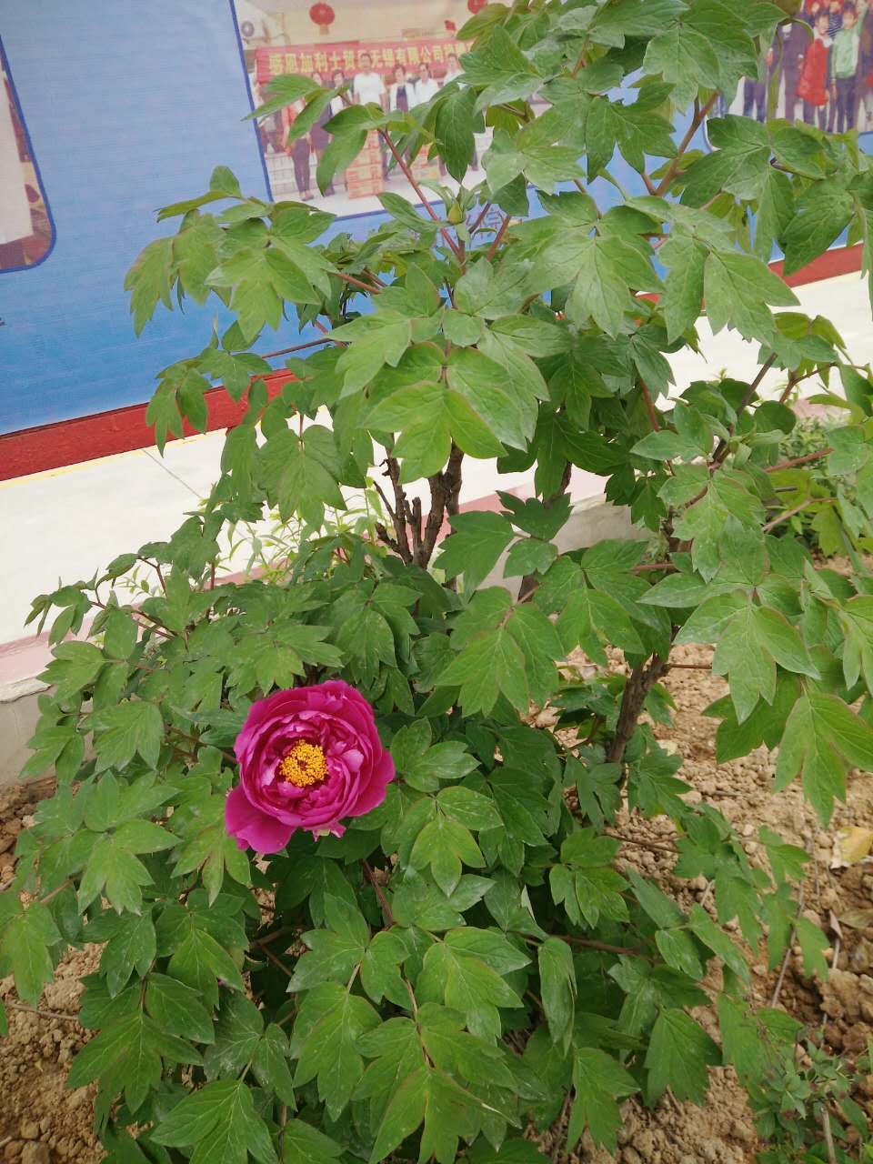 河南鋼模板廠(chǎng)家花海一片