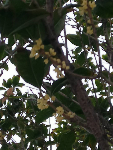 秋風送爽，丹桂飄香——偉志鋼模板的桂花樹開了