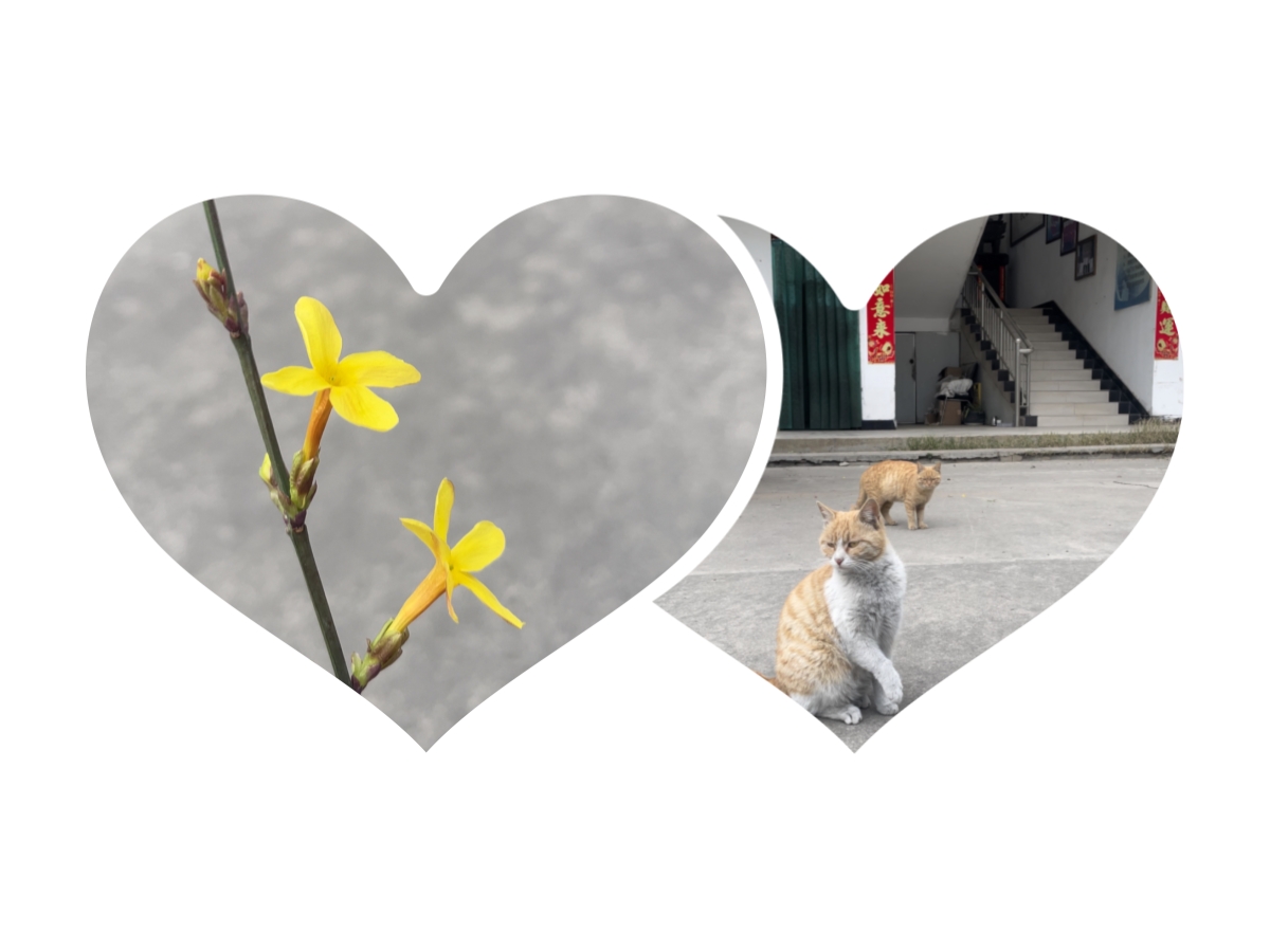 迎春花已開，偉志鋼模板“馬力”全開